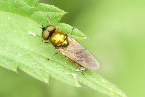 Chloromyia formosa